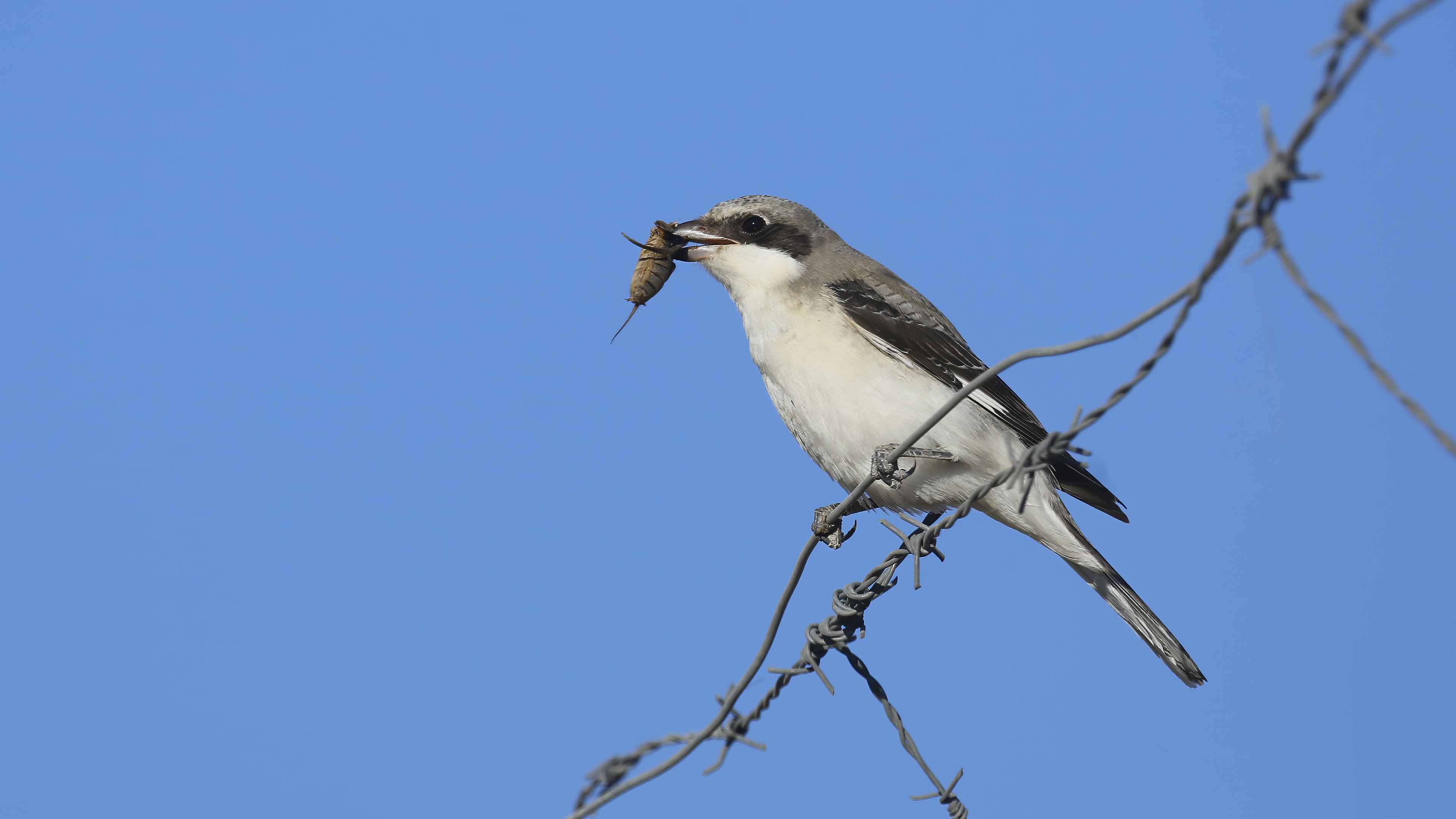 Lesser Gray Shrike